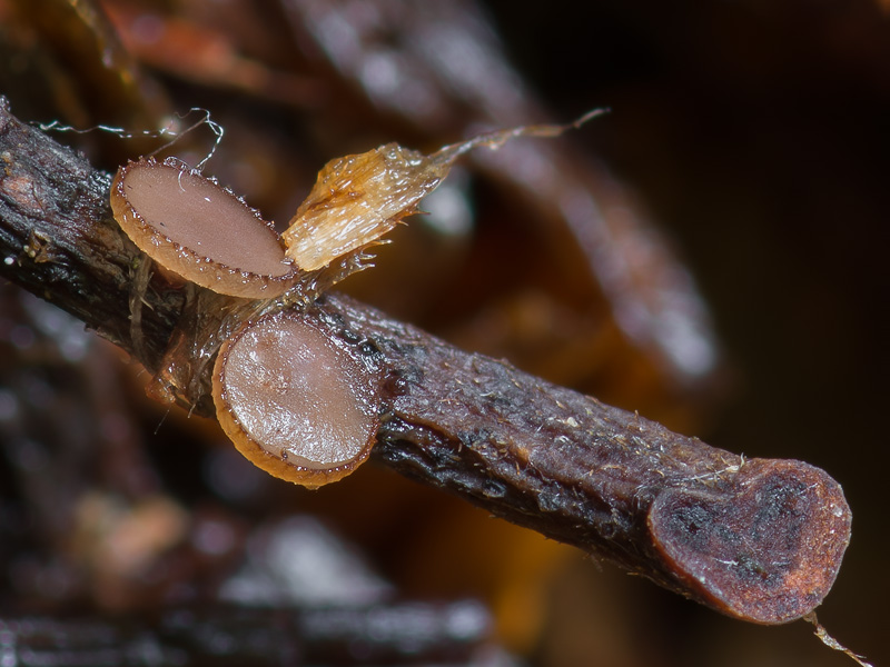 Rutstroemia petiolorum